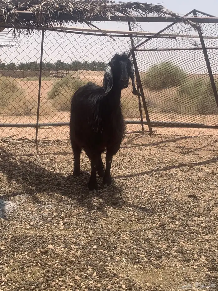 عنز سديس ديوسها سلم 2