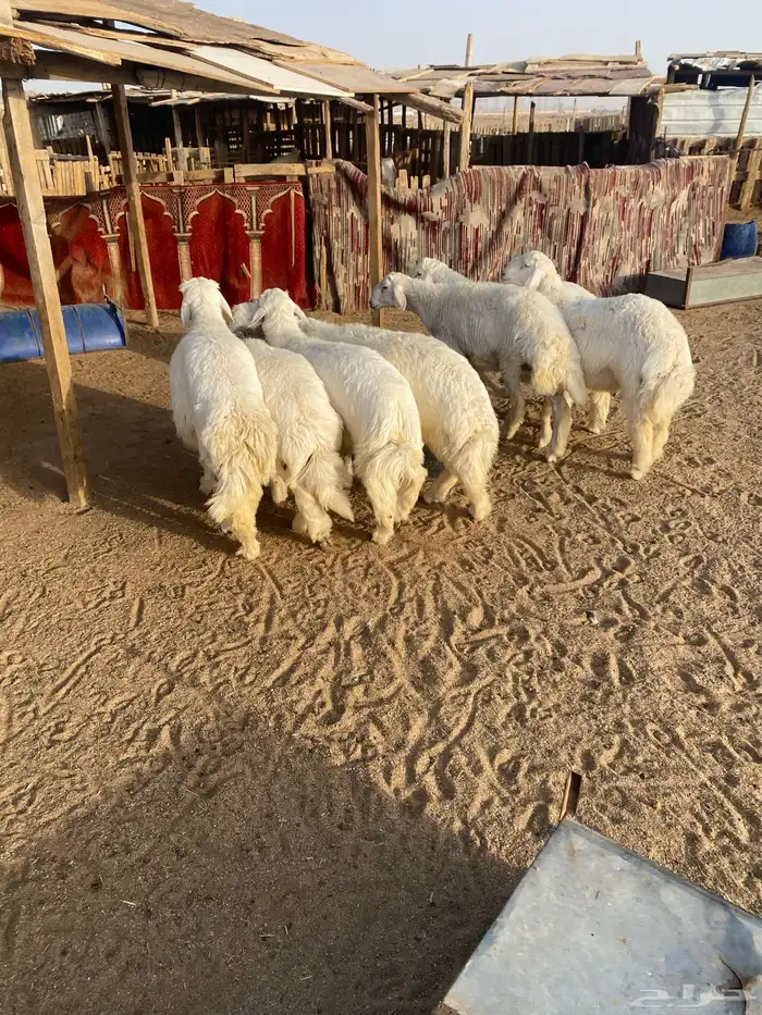 البيع طليان جذعان العدد 7 واحد فيه خراج تحت أذنه 9