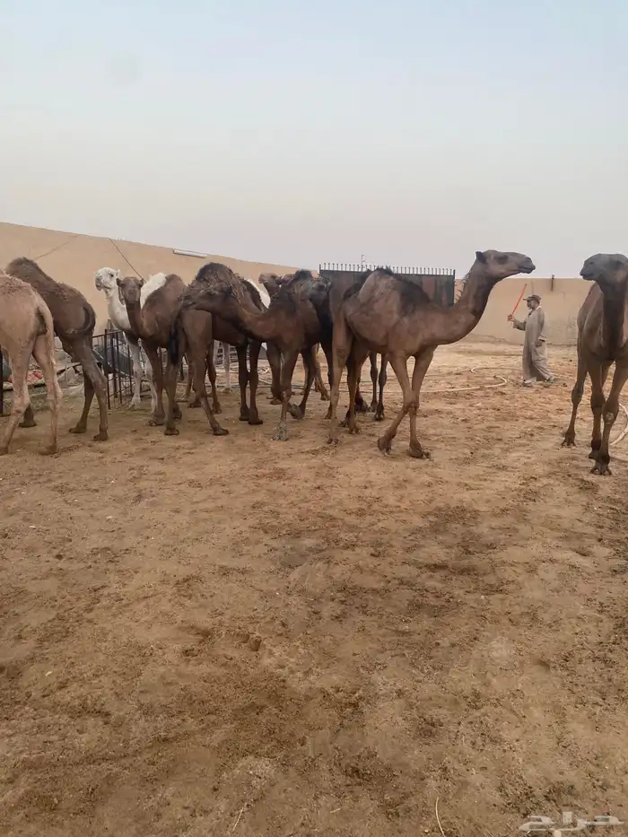 قعدان للزواجات مفاريد وزن عدد 13 سوم 6850 16