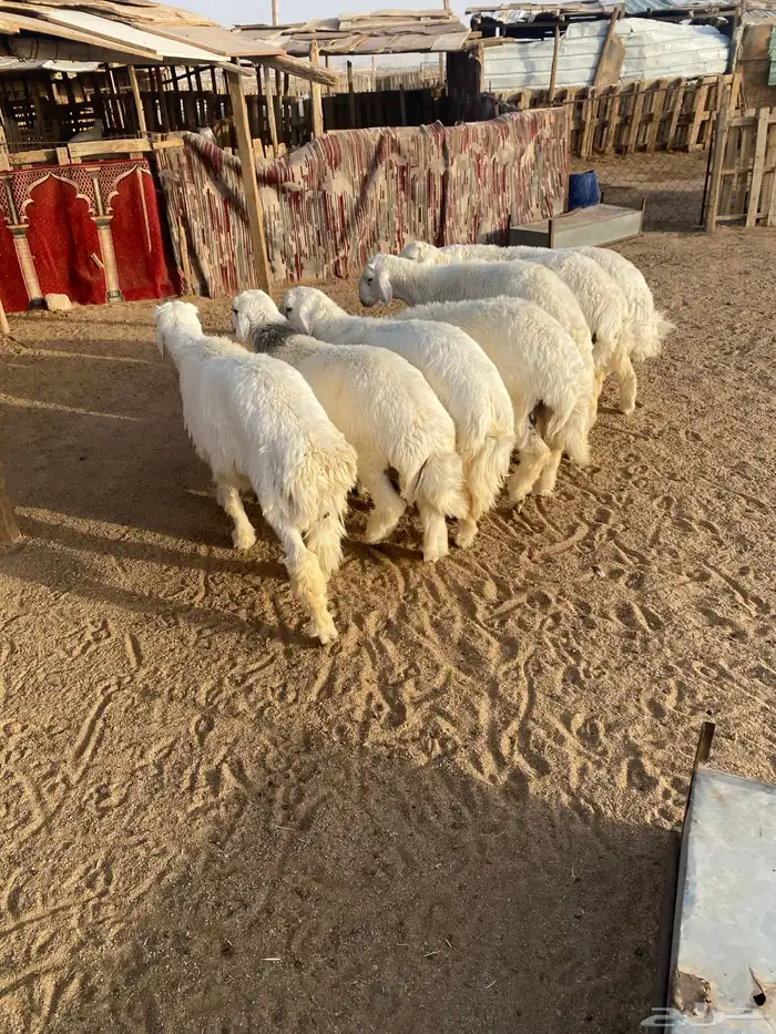 البيع طليان جذعان العدد 7 واحد فيه خراج تحت أذنه 10