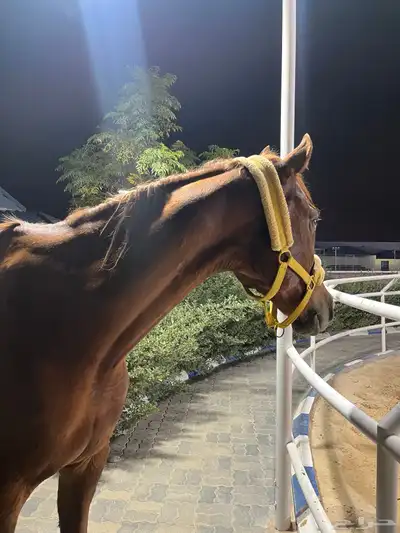خيل انقليزي بطل index