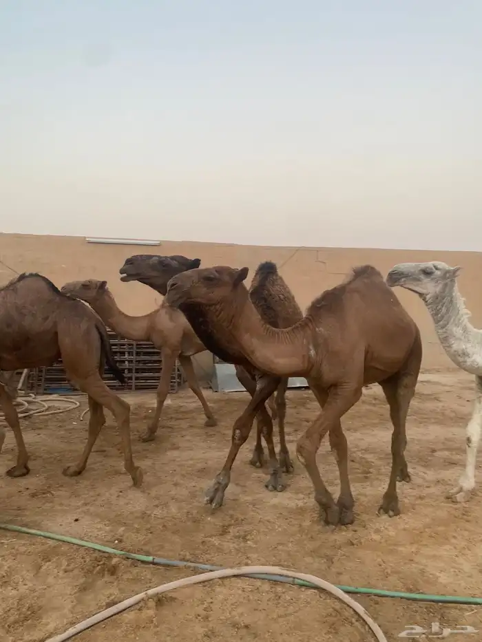 قعدان للزواجات مفاريد وزن عدد 13 سوم 6850 6