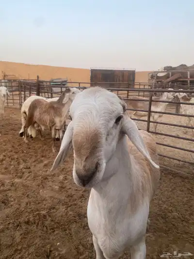 جذعان طيبه وزن للزواجات فل الفل البيع 1400 0