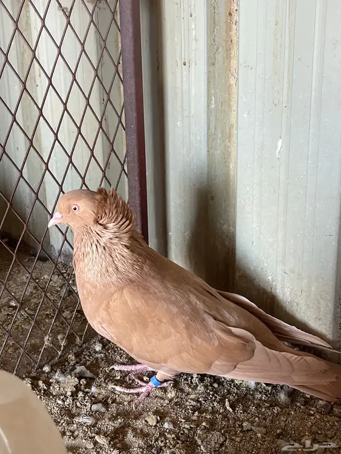 للبيع ذكر مصري مالطي تب 0