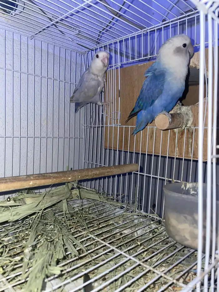 زوج روز منتج الذكر أليف 2