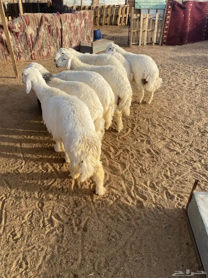 البيع طليان جذعان العدد 7 واحد فيه خراج تحت أذنه 11