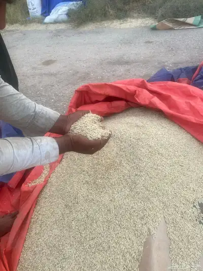 شعير بلدي نظيف 1