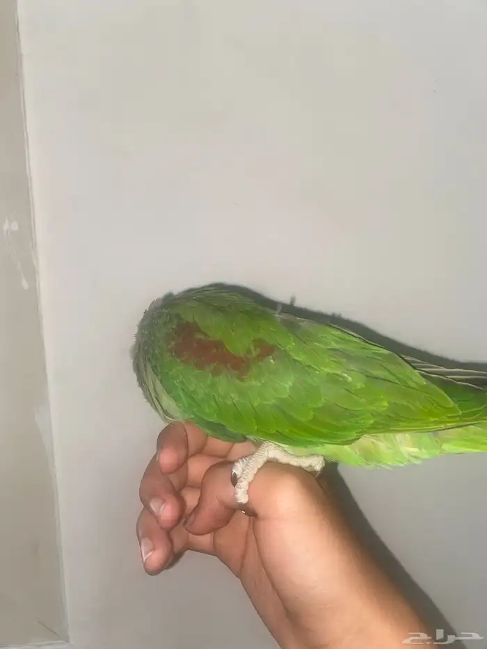 دره نيبالي اليف 2