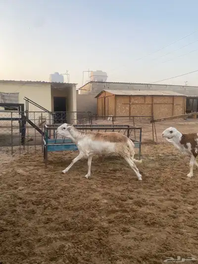 جذعان طيبه وزن للزواجات فل الفل البيع 1400 7
