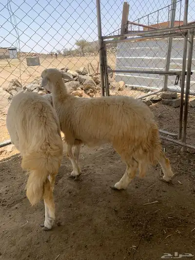 أعياد رخال 4