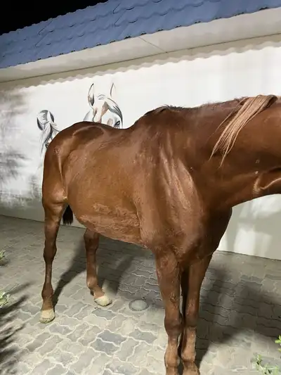 خيل انقليزي بطل index
