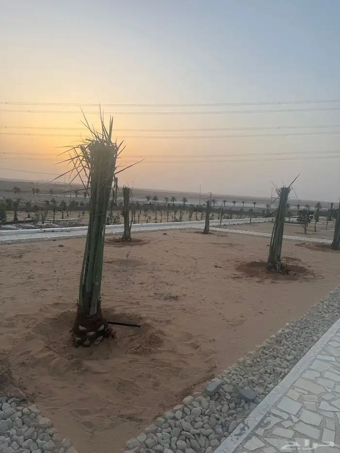 نخل مثمر مع التوصيل والغرس بالموقع 1