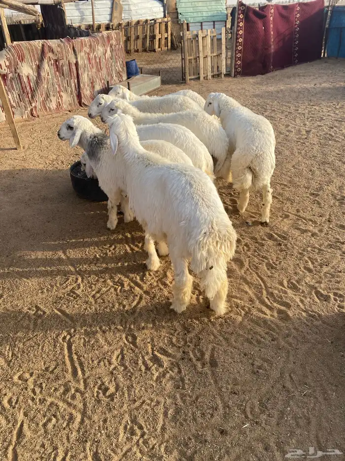 البيع طليان جذعان العدد 7 واحد فيه خراج تحت أذنه 12