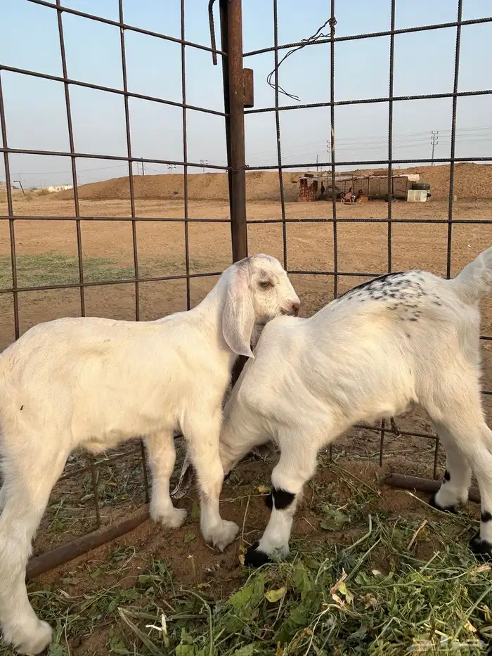 عنز هولندي 9