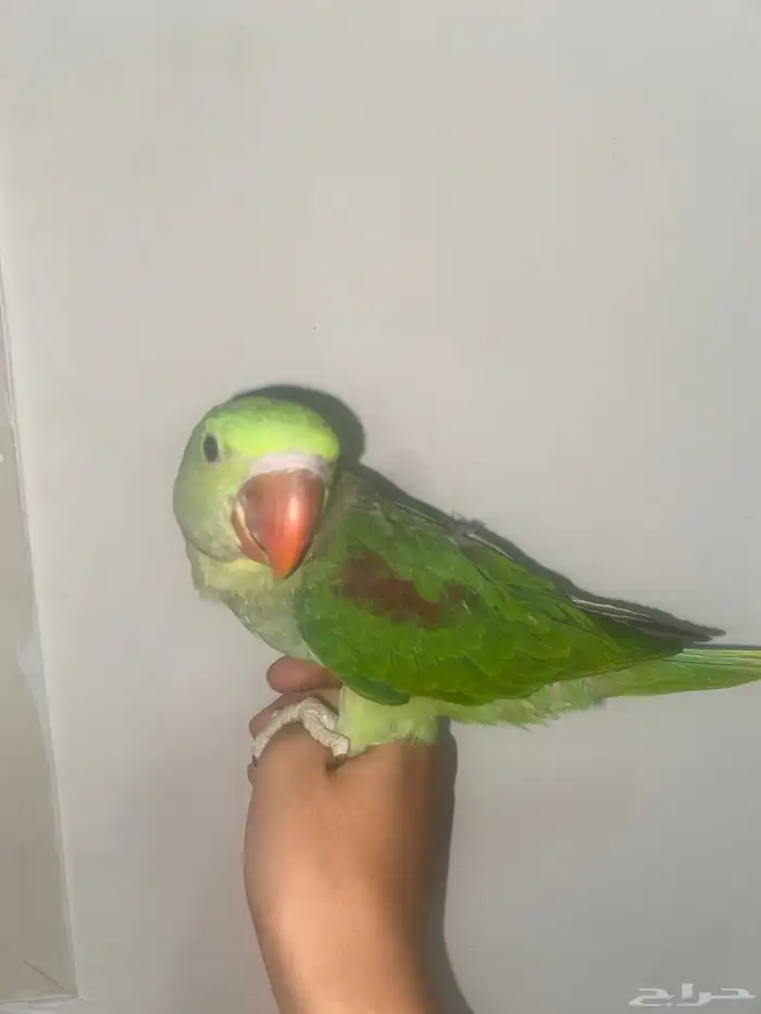 دره نيبالي اليف 0