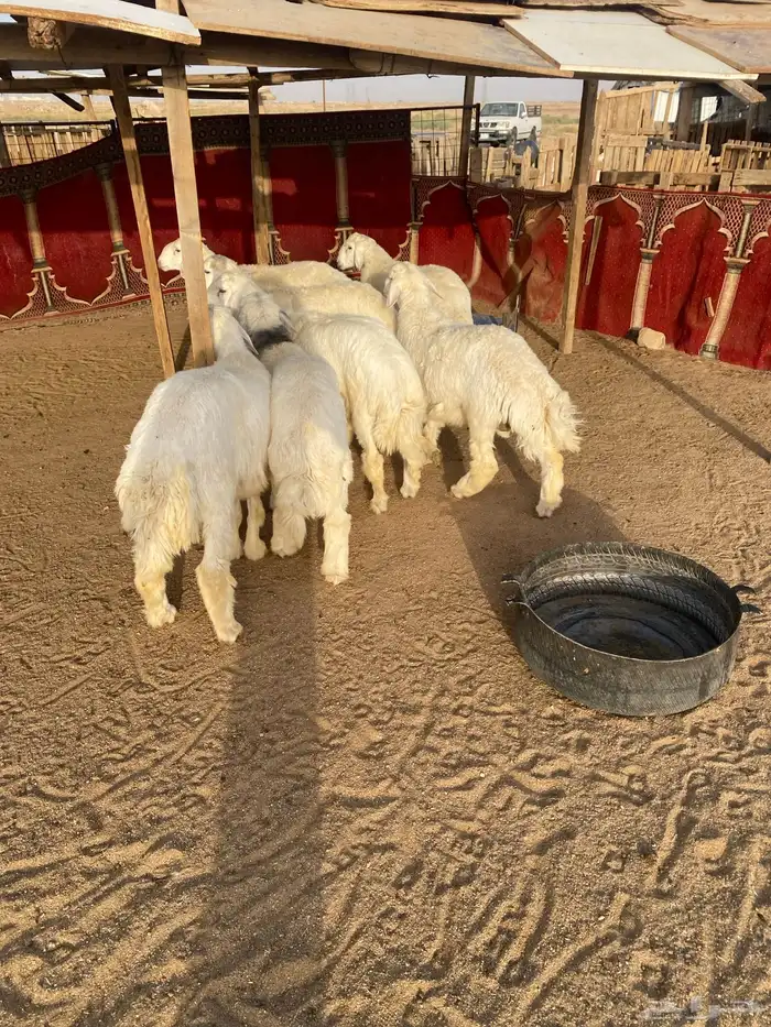 البيع طليان جذعان العدد 7 واحد فيه خراج تحت أذنه 7