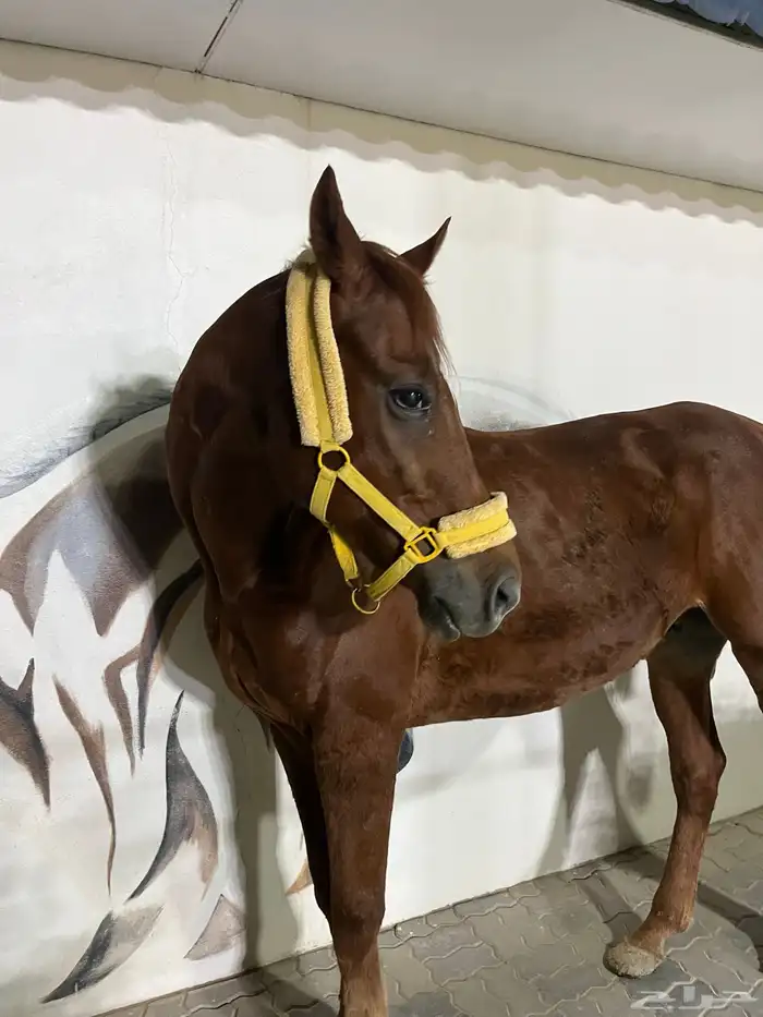 خيل انقليزي بطل 14