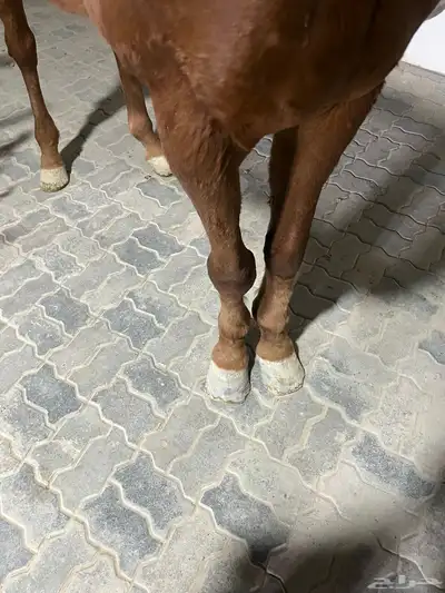 خيل انقليزي بطل index