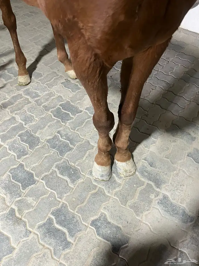 خيل انقليزي بطل 3