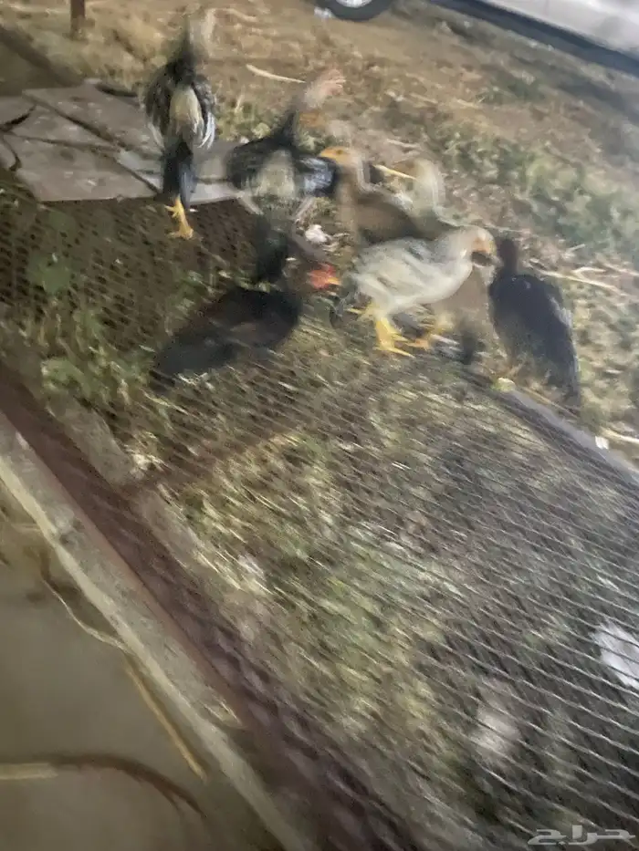 دجاج بلدي على السوم 0