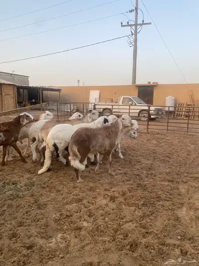 جذعان طيبه وزن للزواجات فل الفل البيع 1400 6