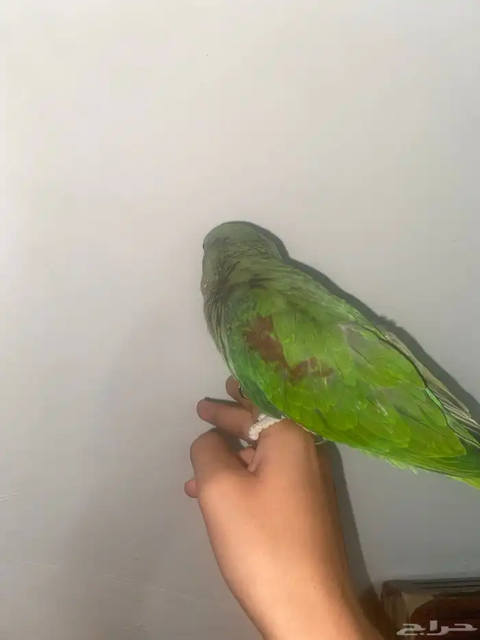 دره نيبالي اليف 4