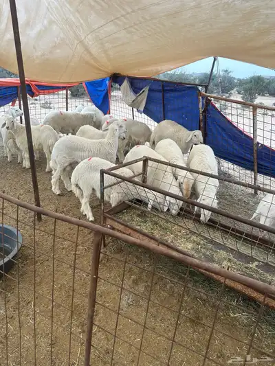 طليان تضحي 3