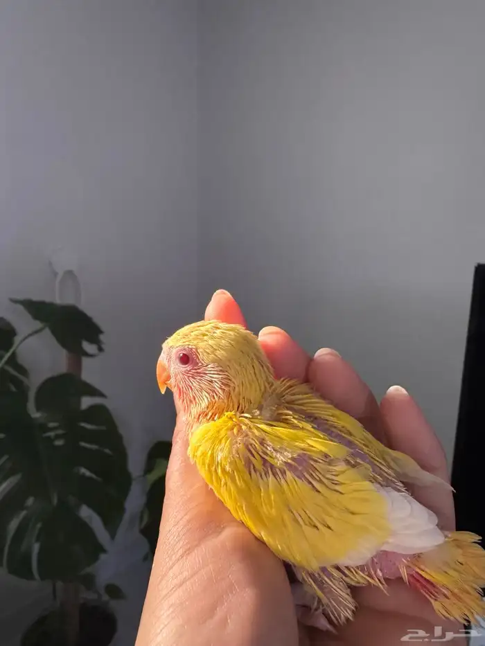 ثلاث فروخ روز تم البيع 6