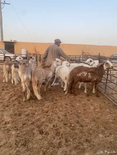 جذعان طيبه وزن للزواجات فل الفل البيع 1400 11