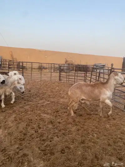 جذعان طيبه وزن للزواجات فل الفل البيع 1400 5