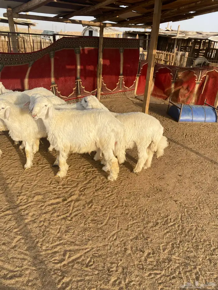 البيع طليان جذعان العدد 7 واحد فيه خراج تحت أذنه 1