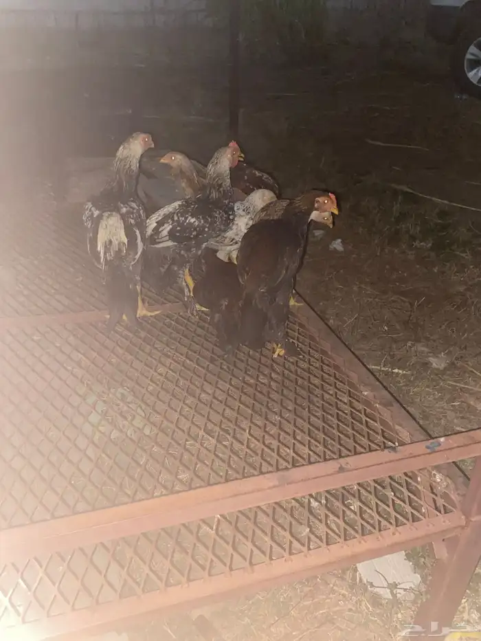 دجاج بلدي على السوم 2