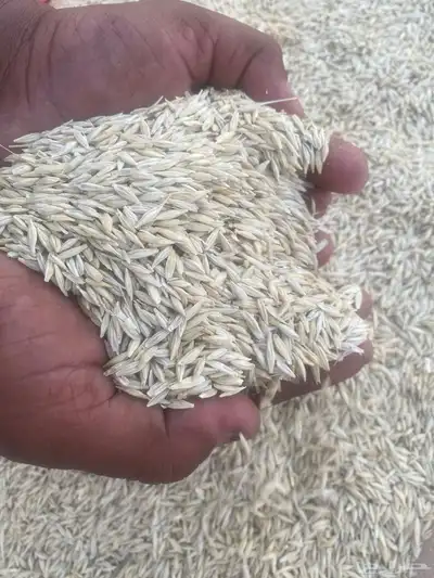 شعير بلدي نظيف 2