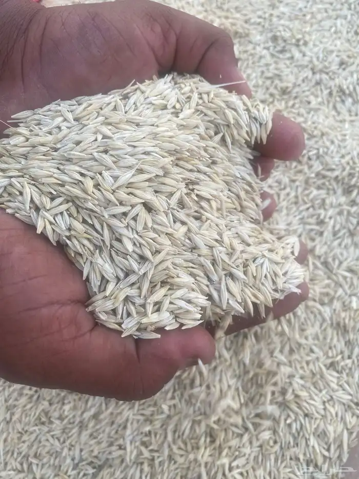 شعير بلدي نظيف 2