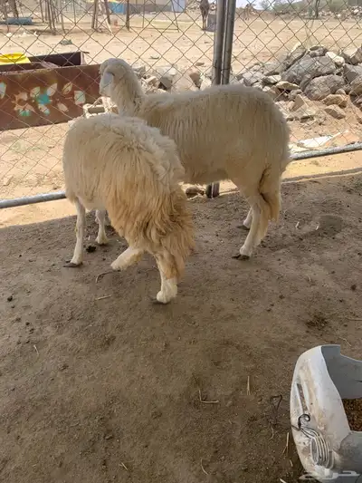 أعياد رخال 2