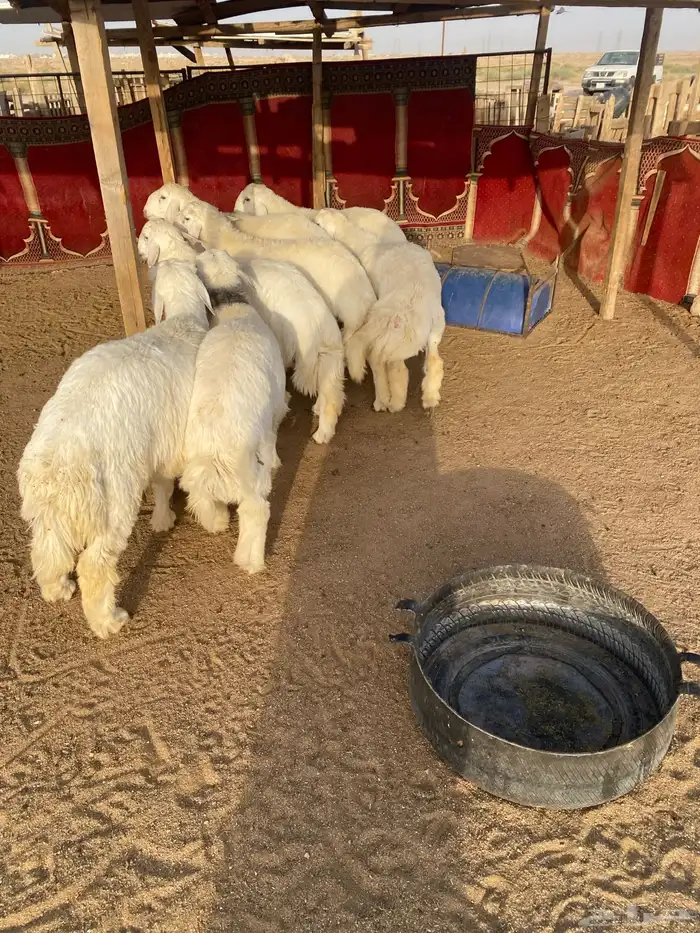 البيع طليان جذعان العدد 7 واحد فيه خراج تحت أذنه 6