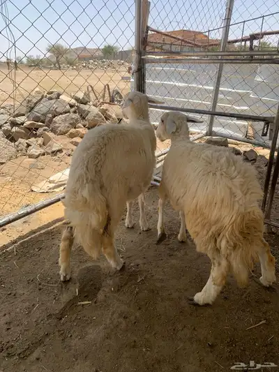أعياد رخال 3