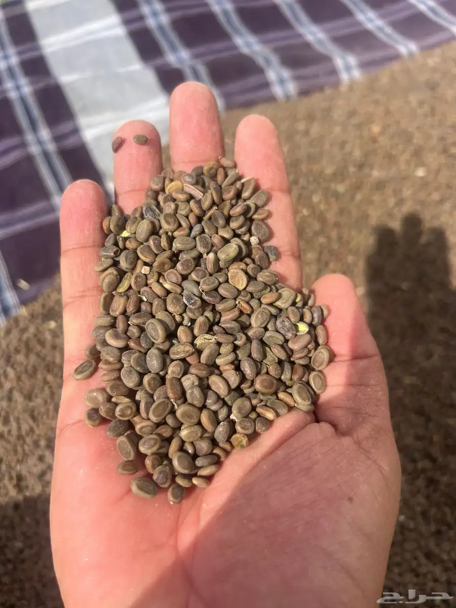 بذور طلح السيال اللي هو طلح الاشبهان الرديانا عرض 0
