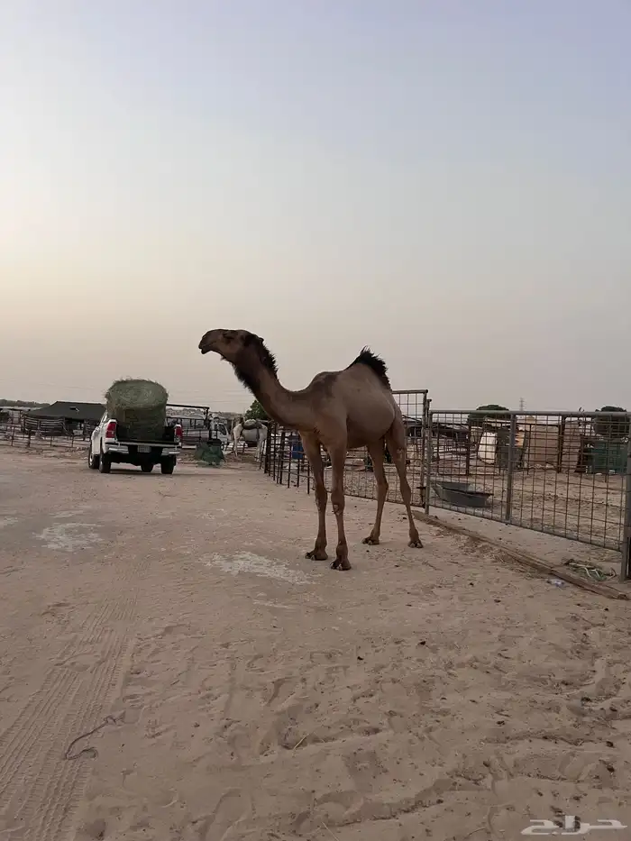 قعود فحل 1