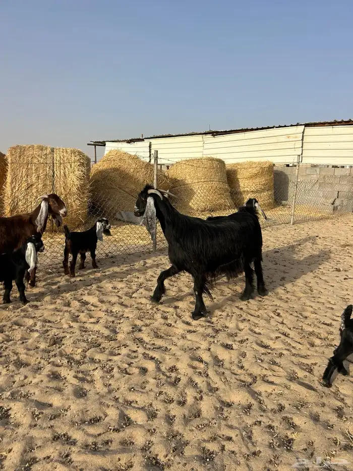 معزا عوارض 2