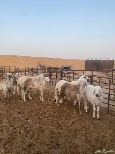 جذعان طيبه وزن للزواجات فل الفل البيع 1400 2