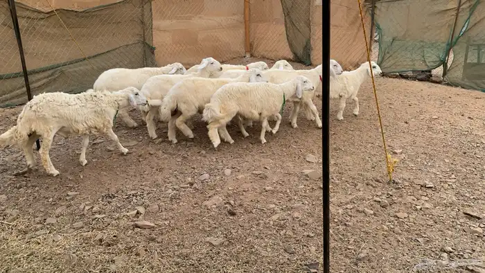 تم البيع الله يبارك للشراء 1