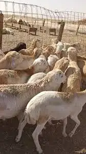 ضحيا غنم رفيدي حبشي 4