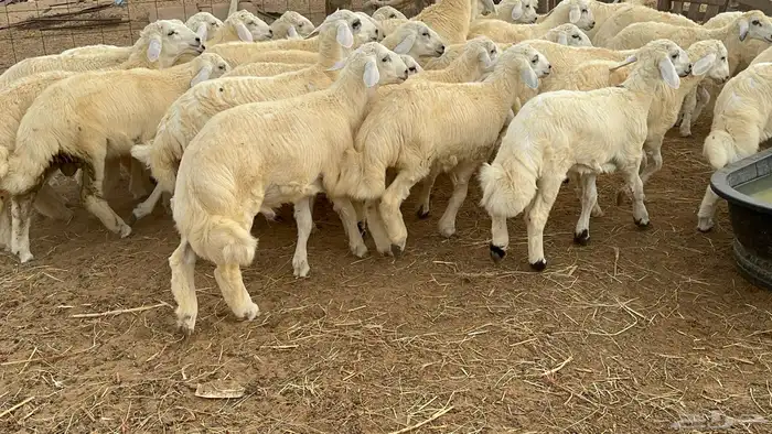 طليان طيبه كبار اضاحي فل شحم(تم البيع) 1