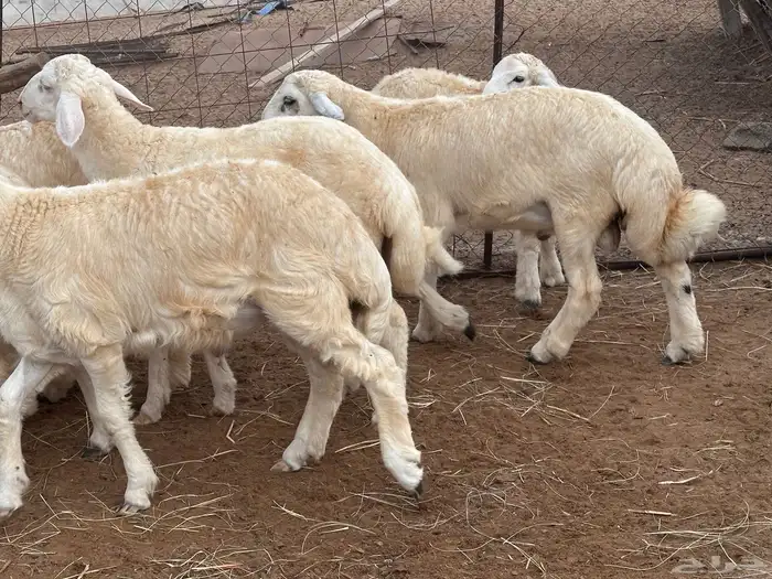 طليان طيبه كبار اضاحي فل شحم(تم البيع) 3
