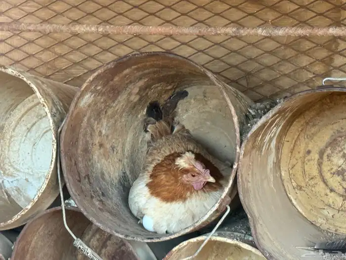 دجاج البيع رجانات كلهن مع ديك عربي بلدي 1