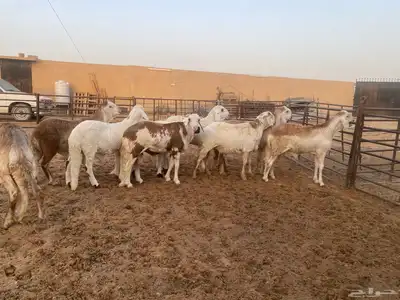 جذعان طيبه وزن للزواجات فل الفل البيع 1400 23