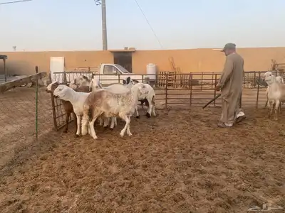 جذعان طيبه وزن للزواجات فل الفل البيع 1400 20