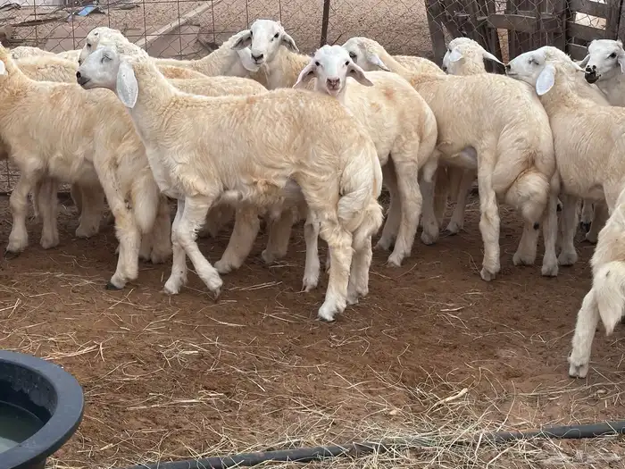طليان طيبه كبار اضاحي فل شحم(تم البيع) 0