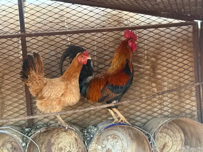 دجاج البيع رجانات كلهن مع ديك عربي بلدي 2